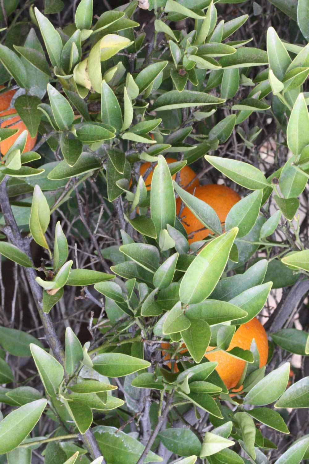            Sun leaves (Riverside, CA)   